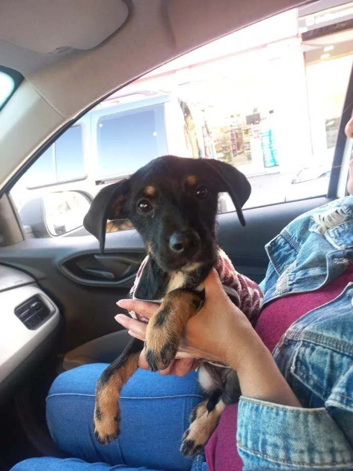 Cachorro ra a SRD-ViraLata idade Abaixo de 2 meses nome Falar com Karen - Whats 11 99845-0206