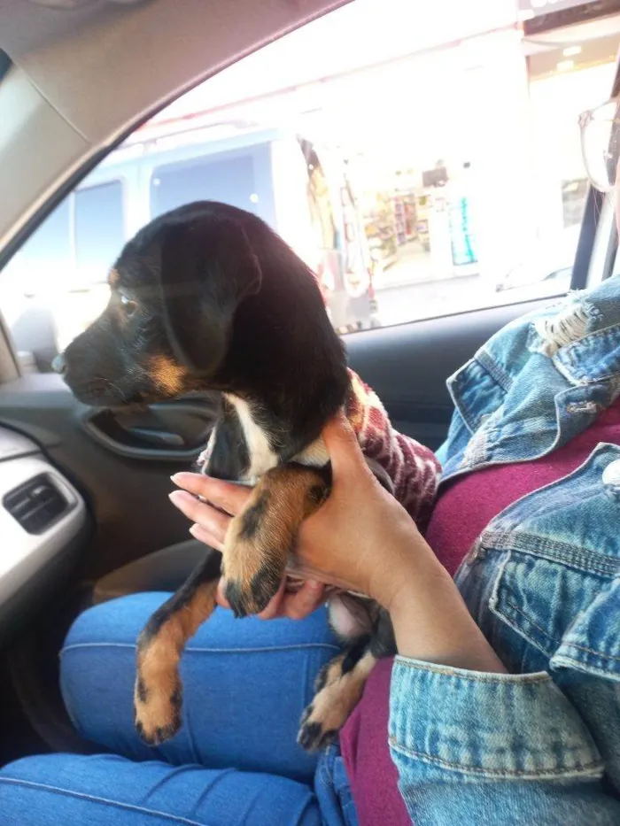 Cachorro ra a SRD-ViraLata idade Abaixo de 2 meses nome Falar com Karen - Whats 11 99845-0206