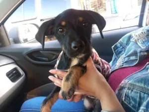 Cachorro raça SRD-ViraLata idade Abaixo de 2 meses nome Falar com Karen - Whats 11 99845-0206