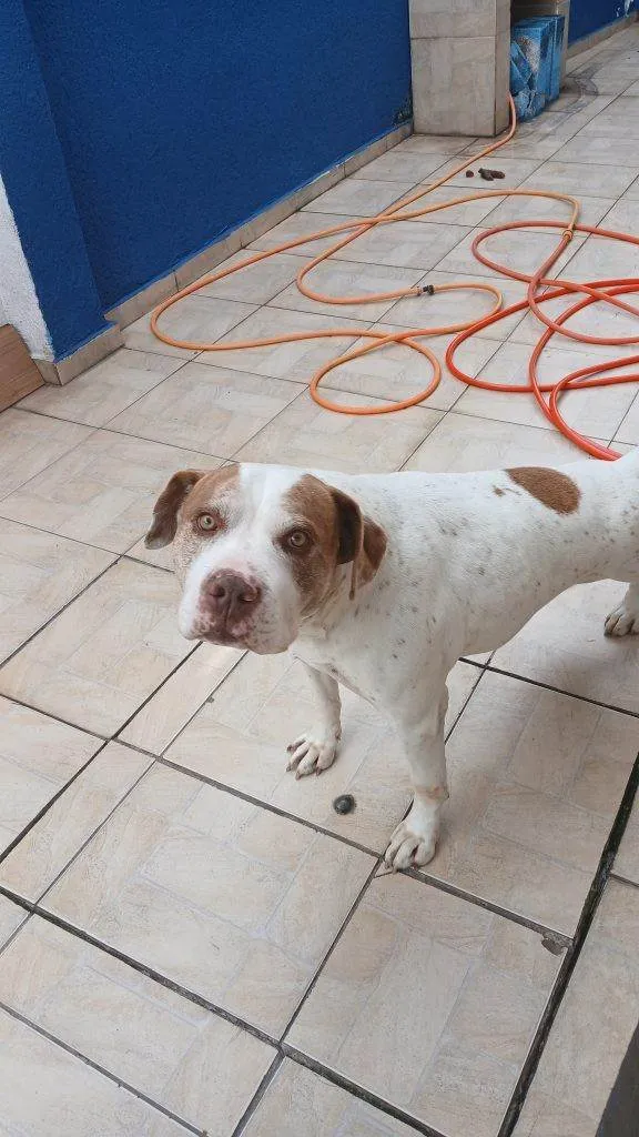 Cachorro ra a SRD-ViraLata idade 2 a 6 meses nome Falar com Kaique - Whats 11 98283-4142