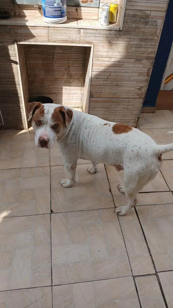 Cachorro ra a SRD-ViraLata idade 2 a 6 meses nome Falar com Kaique - Whats 11 98283-4142