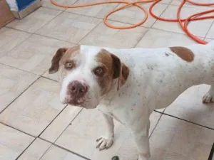 Cachorro raça SRD-ViraLata idade 2 a 6 meses nome Falar com Kaique - Whats 11 98283-4142