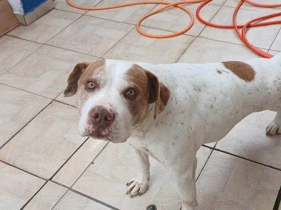 Cachorro ra a SRD-ViraLata idade 2 a 6 meses nome Falar com Kaique - Whats 11 98283-4142