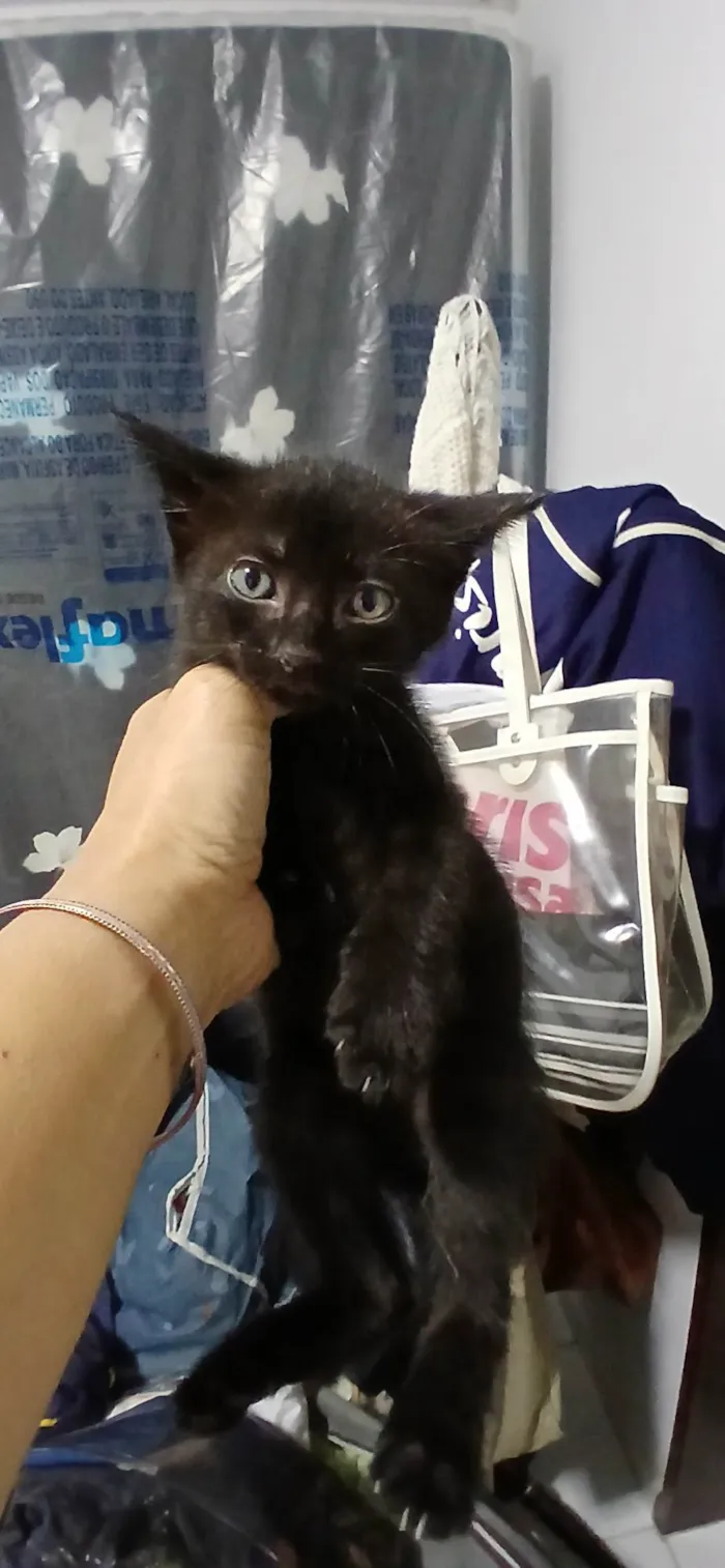 Gato ra a SRD-ViraLata idade Abaixo de 2 meses nome Miúda 