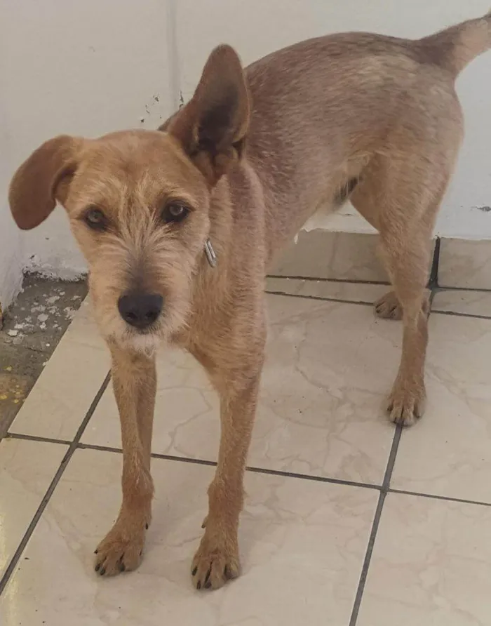 Cachorro ra a SRD-ViraLata idade 2 a 6 meses nome Falar com Ronaldo - Whats 11 94731-9369