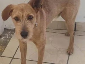 Cachorro raça SRD-ViraLata idade 2 a 6 meses nome Falar com Ronaldo - Whats 11 94731-9369