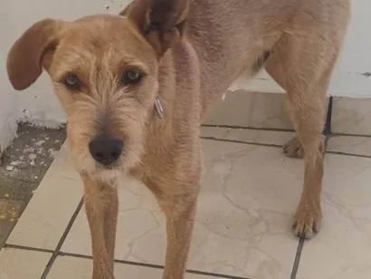 Cachorro raça SRD-ViraLata idade 2 a 6 meses nome Falar com Ronaldo - Whats 11 94731-9369