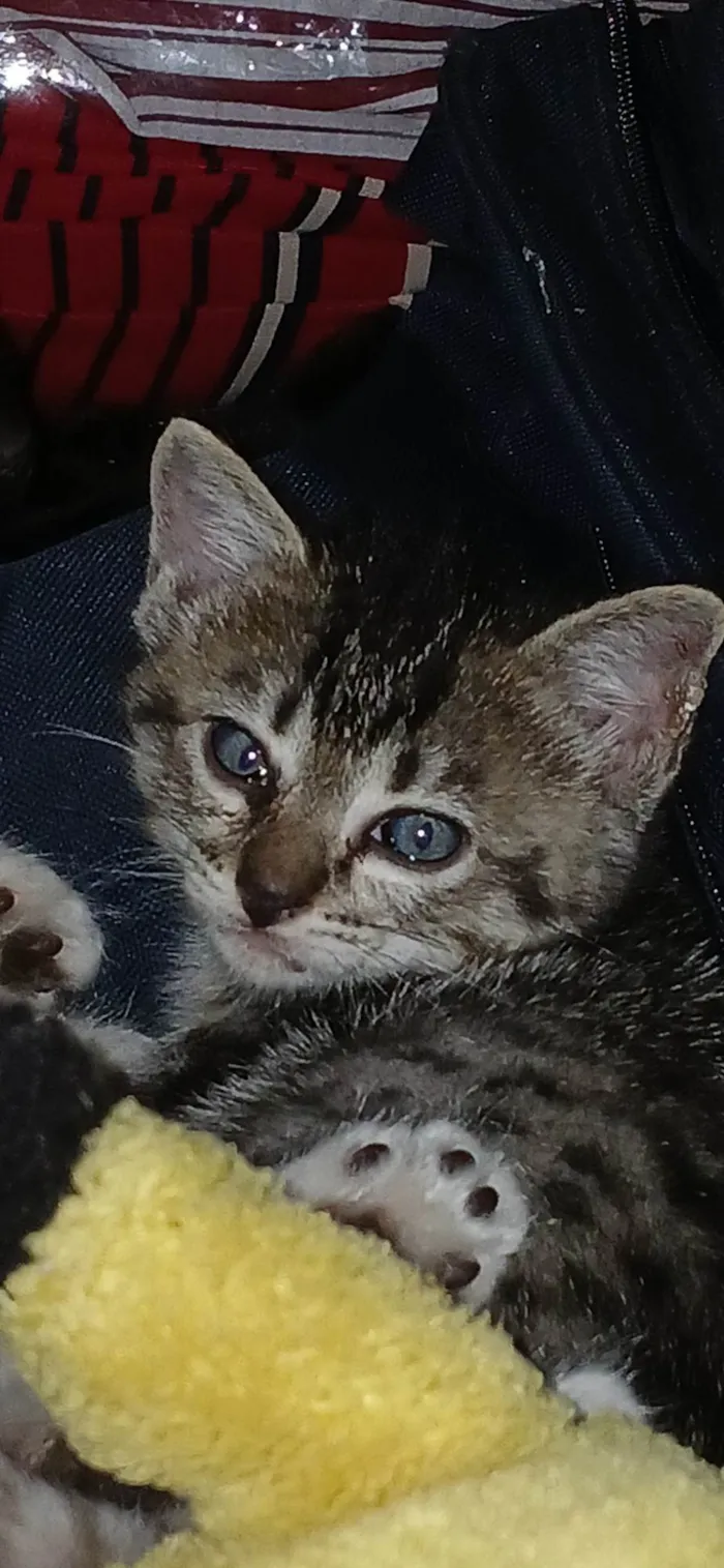 Gato ra a SRD-ViraLata idade Abaixo de 2 meses nome Bela