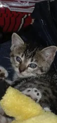 Bela