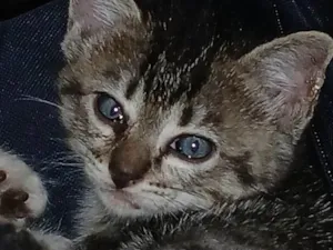 Gato raça SRD-ViraLata idade Abaixo de 2 meses nome Bela