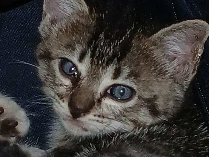 Gato ra a SRD-ViraLata idade Abaixo de 2 meses nome Bela