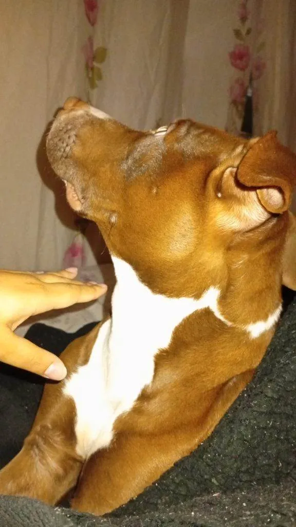 Cachorro ra a Pit-Bull idade 2 a 6 meses nome Falar com Tayna - Whats 11 96812-8272