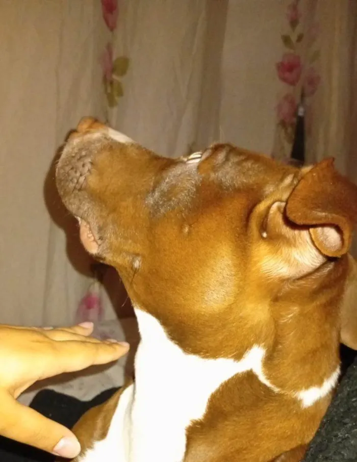 Cachorro ra a Pit-Bull idade 2 a 6 meses nome Falar com Tayna - Whats 11 96812-8272