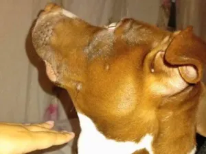 Cachorro raça Pit-Bull idade 2 a 6 meses nome Falar com Tayna - Whats 11 96812-8272