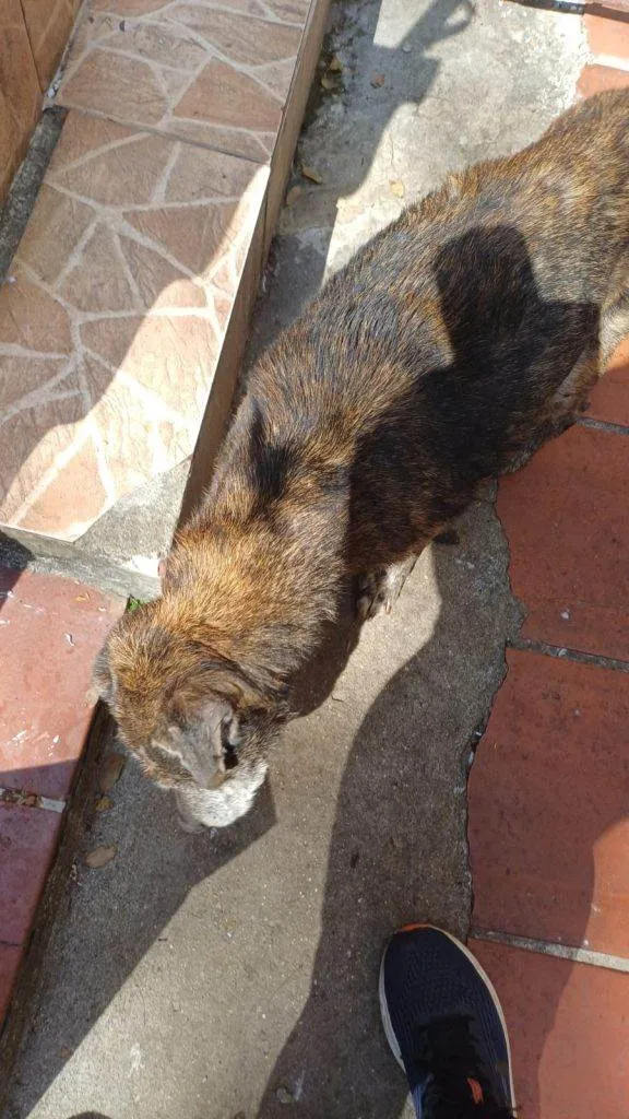 Cachorro ra a SRD-ViraLata idade 7 a 11 meses nome Falar com Luciana - Whats 12 99749-5834