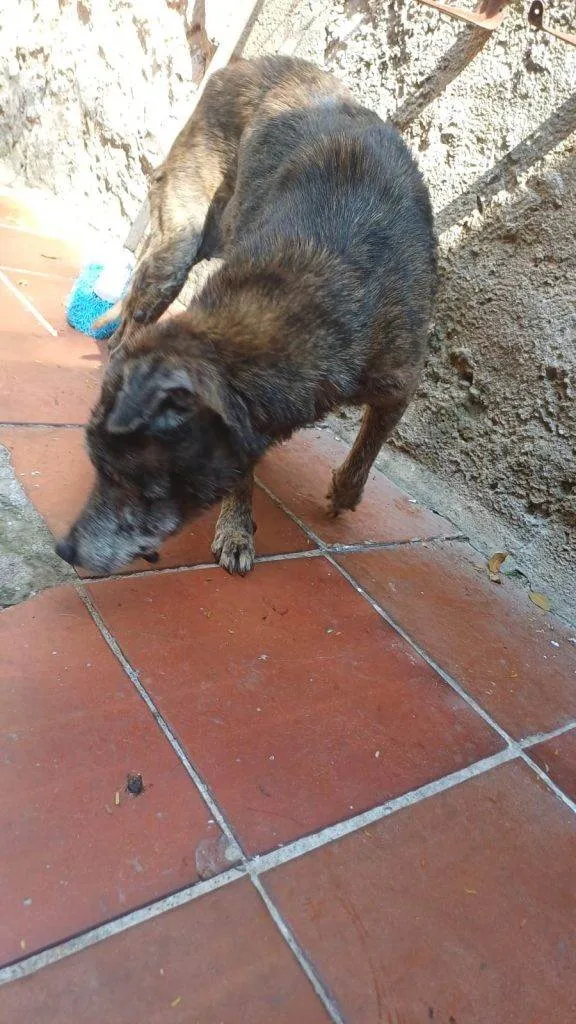 Cachorro ra a SRD-ViraLata idade 7 a 11 meses nome Falar com Luciana - Whats 12 99749-5834