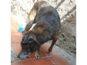 Cachorro raça SRD-ViraLata idade 7 a 11 meses nome Falar com Luciana - Whats 12 99749-5834
