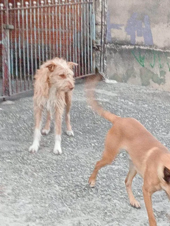 Cachorro ra a SRD-ViraLata idade 2 a 6 meses nome Falar com Maria - Whats 11 91670-0910