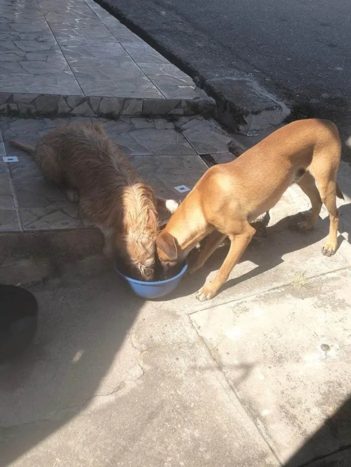 Cachorro ra a SRD-ViraLata idade 2 a 6 meses nome Falar com Maria - Whats 11 91670-0910