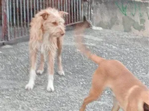 Cachorro raça SRD-ViraLata idade 2 a 6 meses nome Falar com Maria - Whats 11 91670-0910