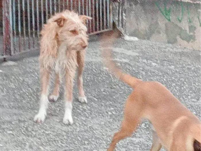 Cachorro ra a SRD-ViraLata idade 2 a 6 meses nome Falar com Maria - Whats 11 91670-0910