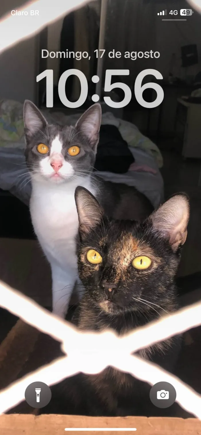 Gato ra a SRD-ViraLata idade 7 a 11 meses nome Flor