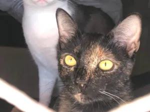 Gato raça SRD-ViraLata idade 7 a 11 meses nome Flor