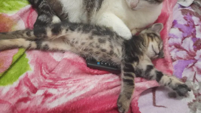 Gato ra a SRD-ViraLata idade Abaixo de 2 meses nome Theo,Fred 