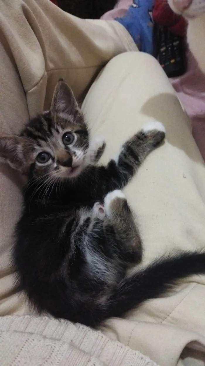 Gato ra a SRD-ViraLata idade Abaixo de 2 meses nome Theo,Fred 