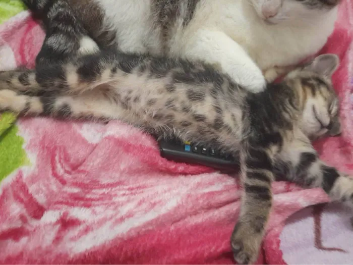 Gato ra a SRD-ViraLata idade Abaixo de 2 meses nome Theo,Fred 