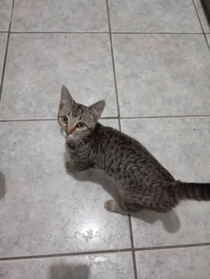 Gato raça SRD-ViraLata idade 2 a 6 meses nome Moana