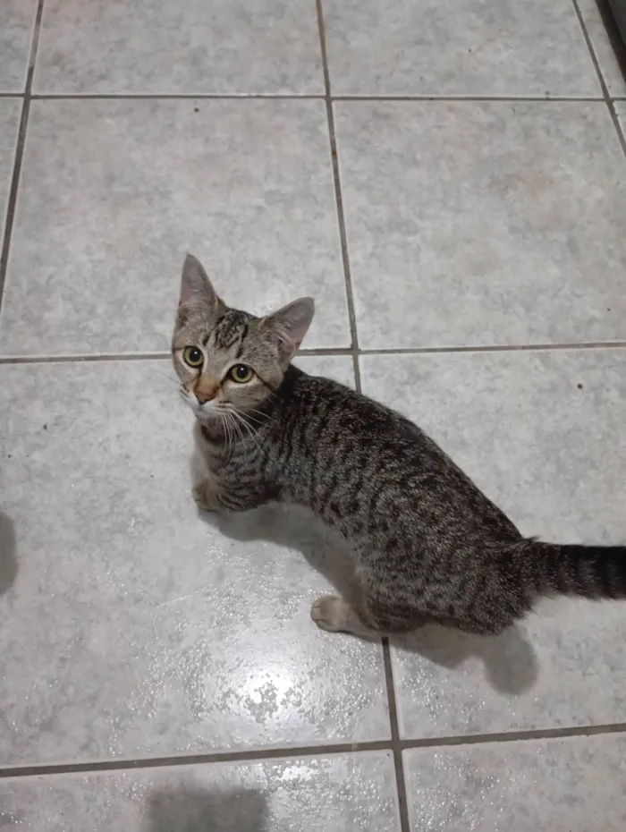 Gato ra a SRD-ViraLata idade 2 a 6 meses nome Moana