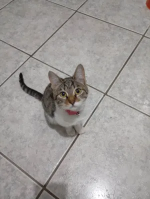 Gato raça SRD-ViraLata idade 2 a 6 meses nome Ariel
