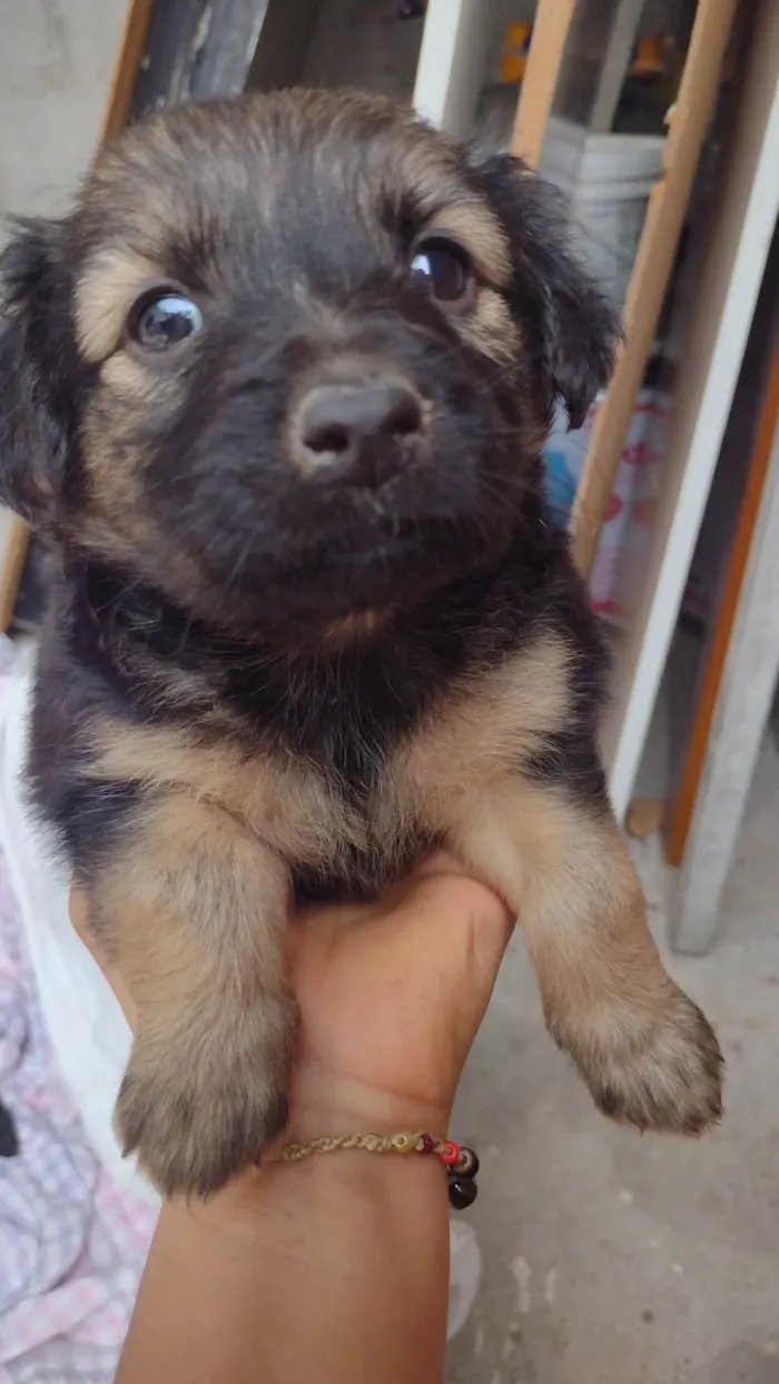 Cachorro ra a SRD-ViraLata idade Abaixo de 2 meses nome Sem nome