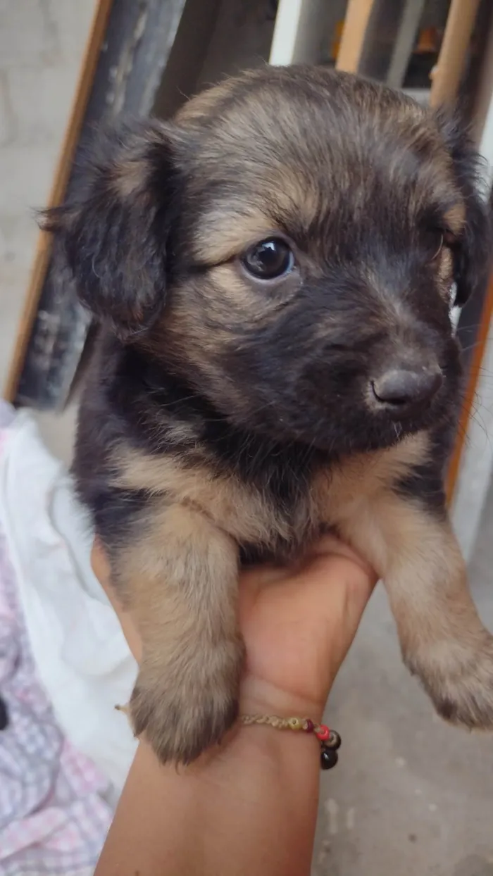 Cachorro ra a SRD-ViraLata idade Abaixo de 2 meses nome Sem nome