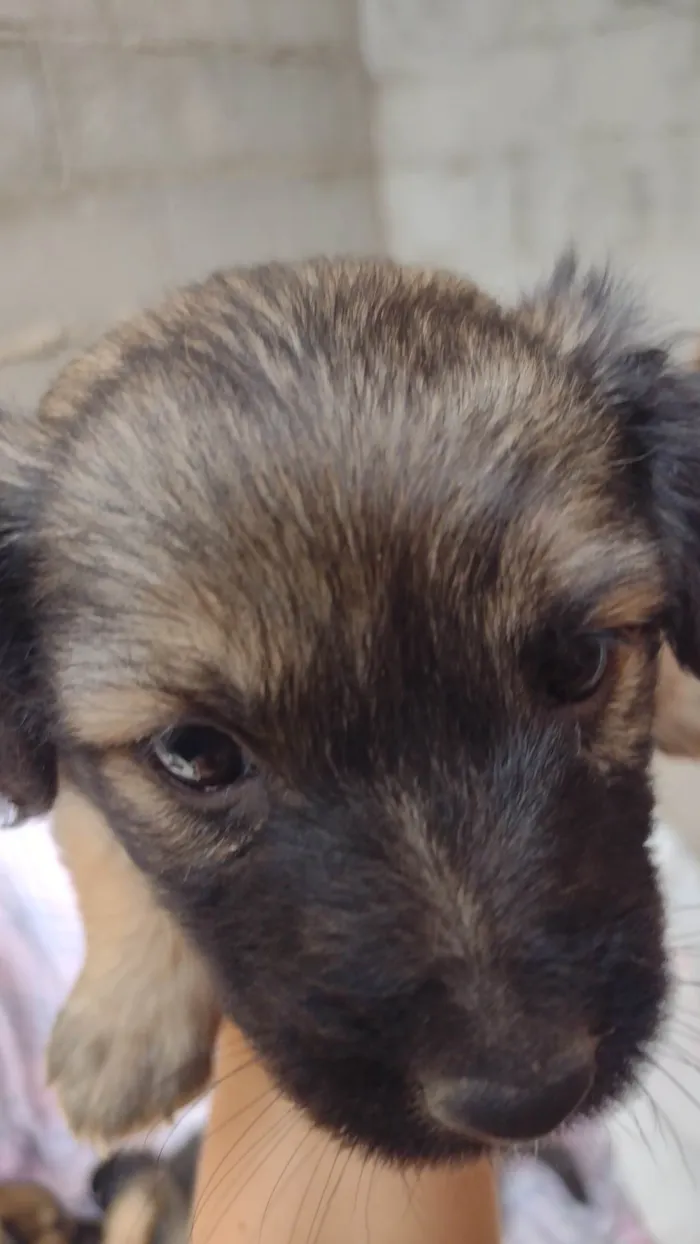 Cachorro ra a SRD-ViraLata idade Abaixo de 2 meses nome Sem nome