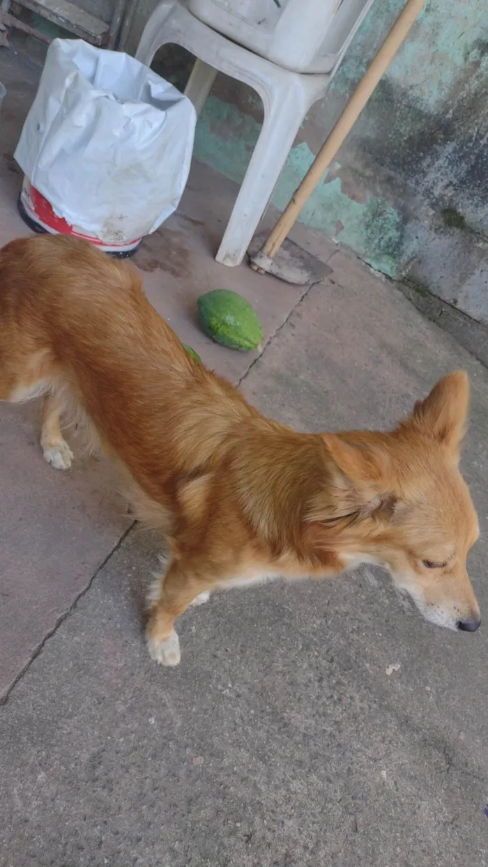 Cachorro ra a SRD-ViraLata idade 1 ano nome Liz
