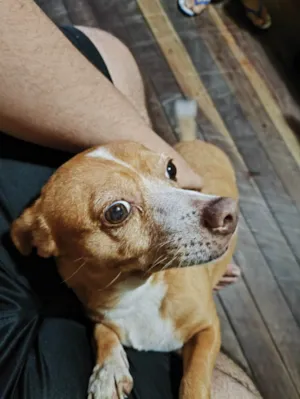 Cachorro raça SRD-ViraLata idade 6 ou mais anos nome Nina