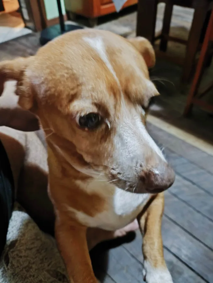 Cachorro ra a SRD-ViraLata idade 6 ou mais anos nome Nina