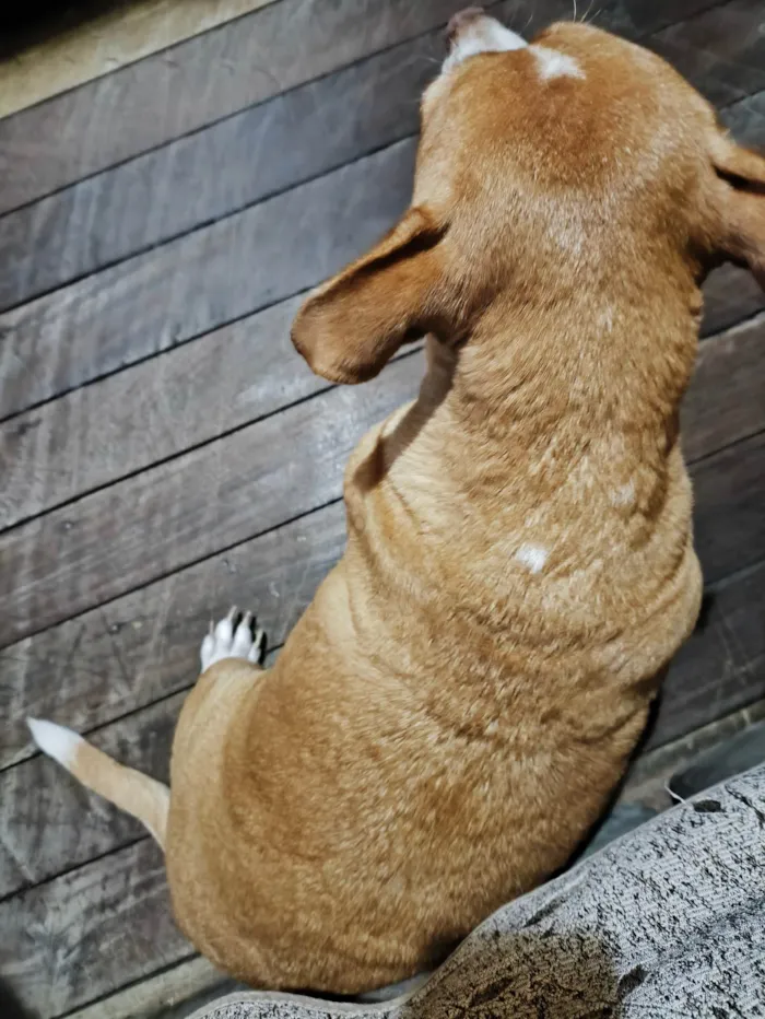 Cachorro ra a SRD-ViraLata idade 6 ou mais anos nome Nina