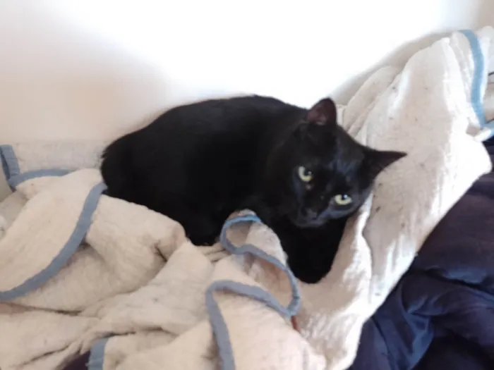 Gato ra a SRD-ViraLata idade 6 ou mais anos nome Pitinha