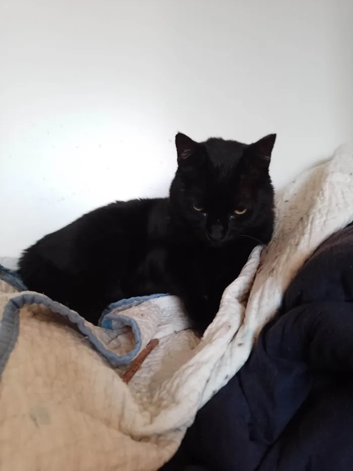 Gato ra a SRD-ViraLata idade 6 ou mais anos nome Pitinha