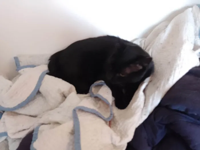 Gato ra a SRD-ViraLata idade 6 ou mais anos nome Pitinha