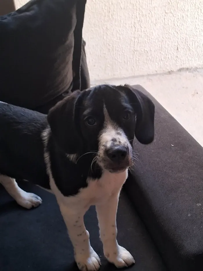 Cachorro ra a SRD-ViraLata idade 2 a 6 meses nome Speed