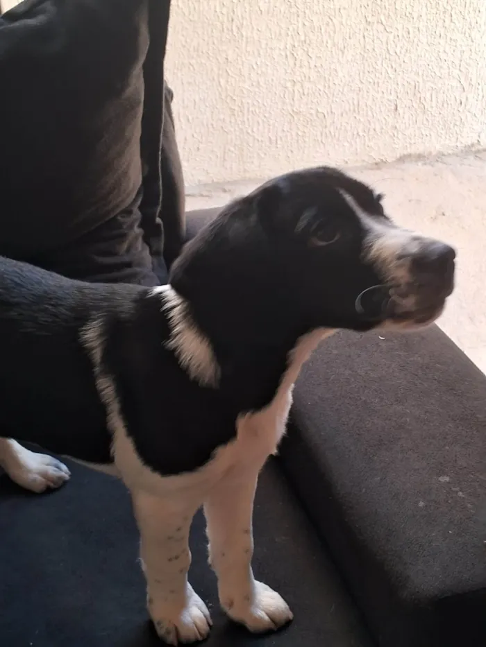 Cachorro ra a SRD-ViraLata idade 2 a 6 meses nome Speed