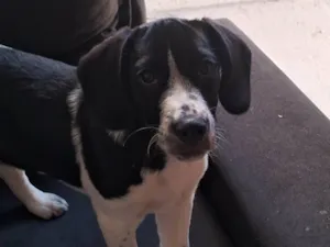 Cachorro raça SRD-ViraLata idade 2 a 6 meses nome Speed