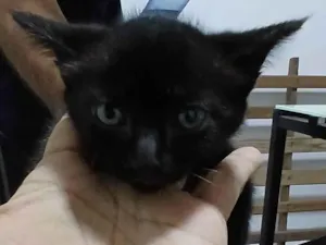 Gato raça SRD-ViraLata idade Abaixo de 2 meses nome Miúda 