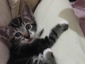 Gato raça SRD-ViraLata idade Abaixo de 2 meses nome Theo,Fred 