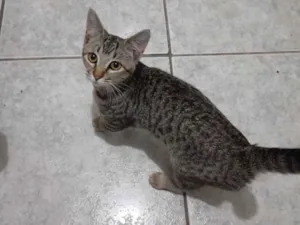 Gato raça SRD-ViraLata idade 2 a 6 meses nome Moana