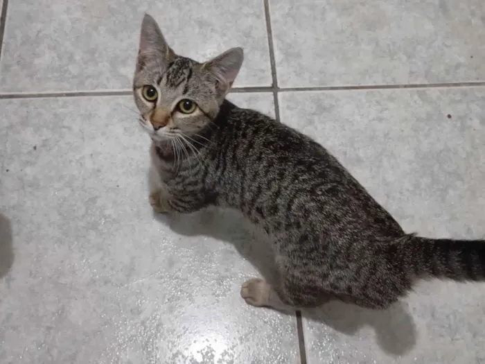 Gato ra a SRD-ViraLata idade 2 a 6 meses nome Moana